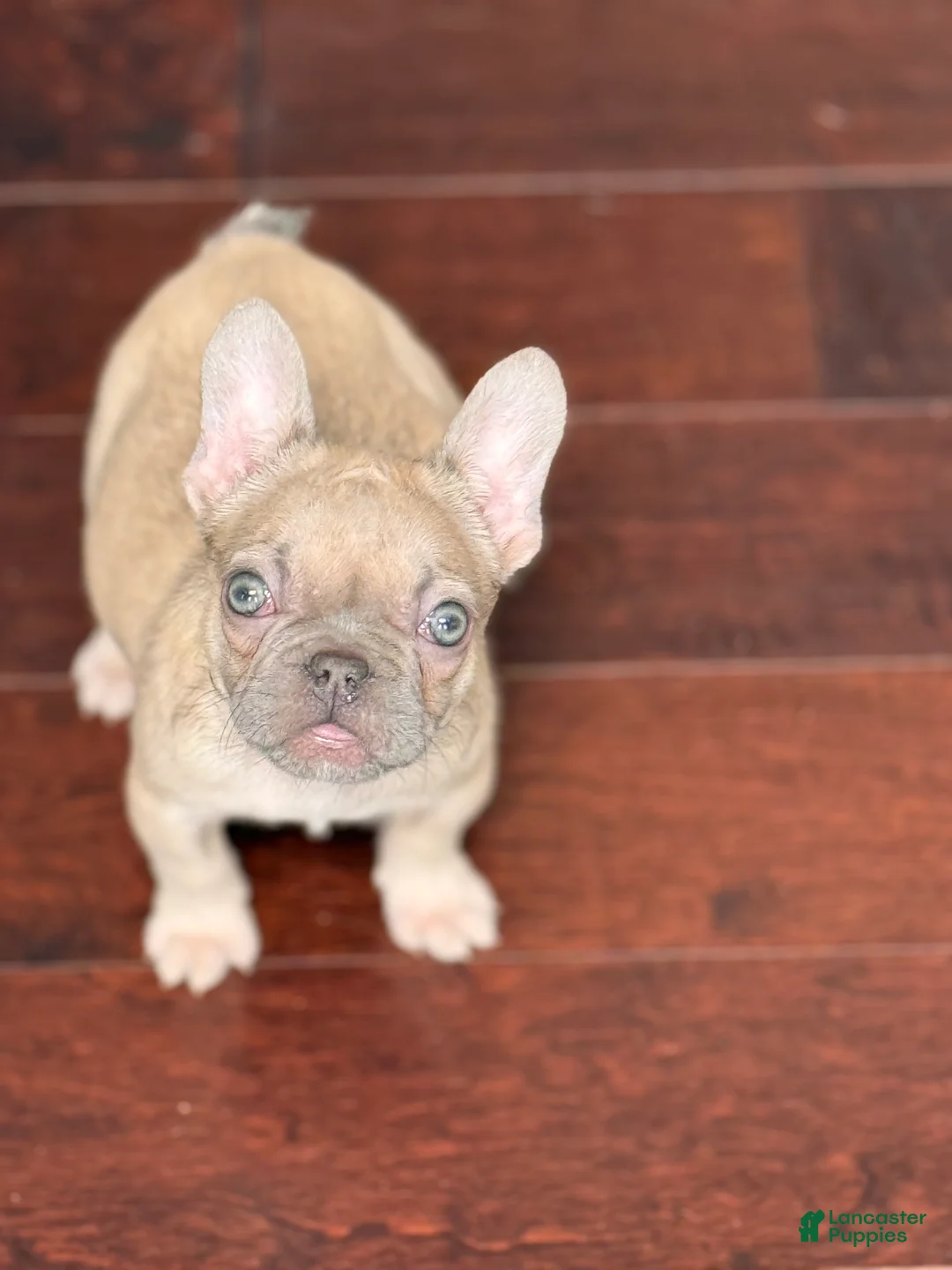 French Bulldog dogs for sale: French Bulldog Puppy 1 - Ad 6