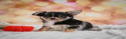 Chihuahua dogs for sale: Bridget - Ad 7