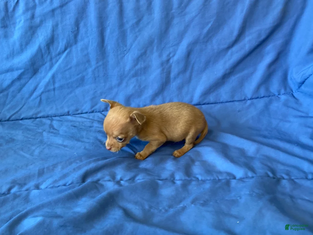 Chihuahua dogs for sale: Finn - Ad 8
