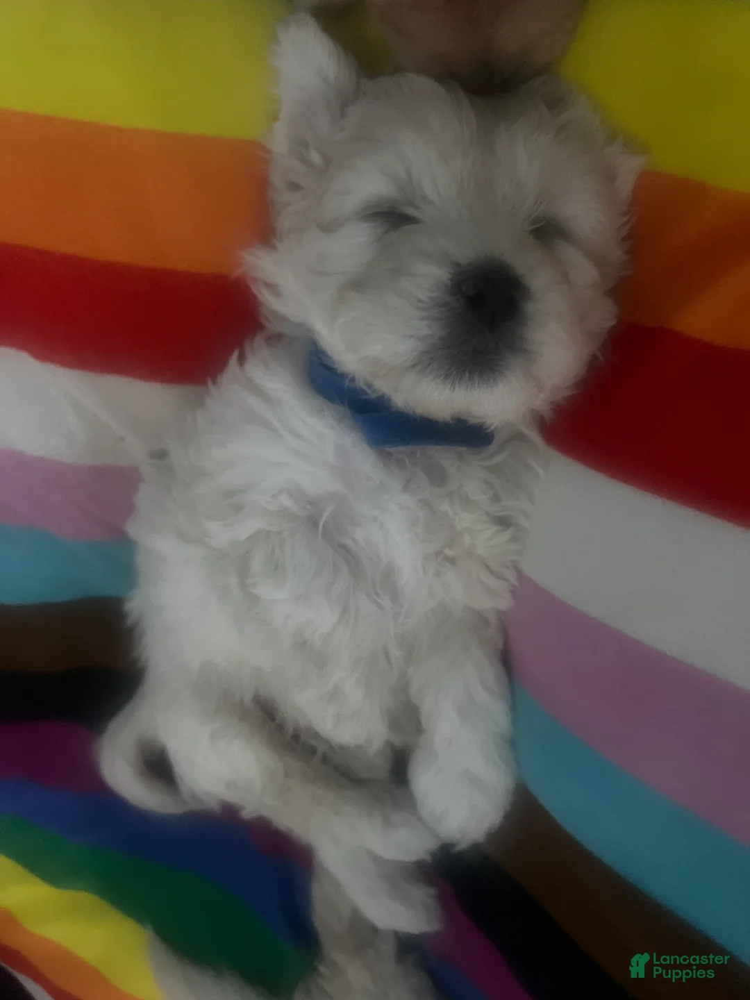 Mixed Breed dogs for sale: Violet - Ad 2