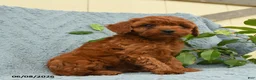 Cavapoo dogs for sale: Hector - Ad 2
