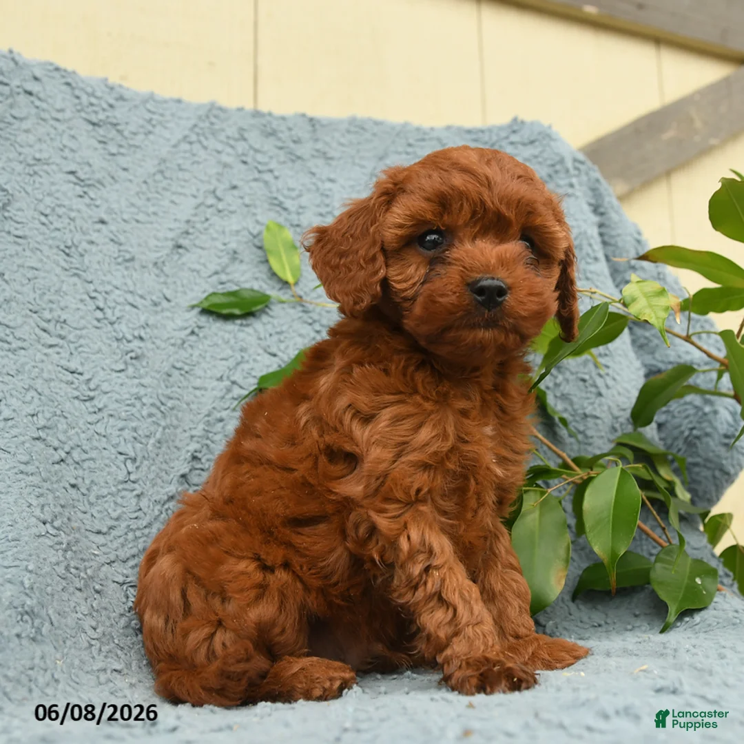 Cavapoo dogs for sale: Hector - Ad 2