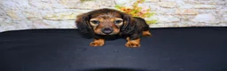 Miniature Dachshund dogs for sale: Wendy - Ad 3
