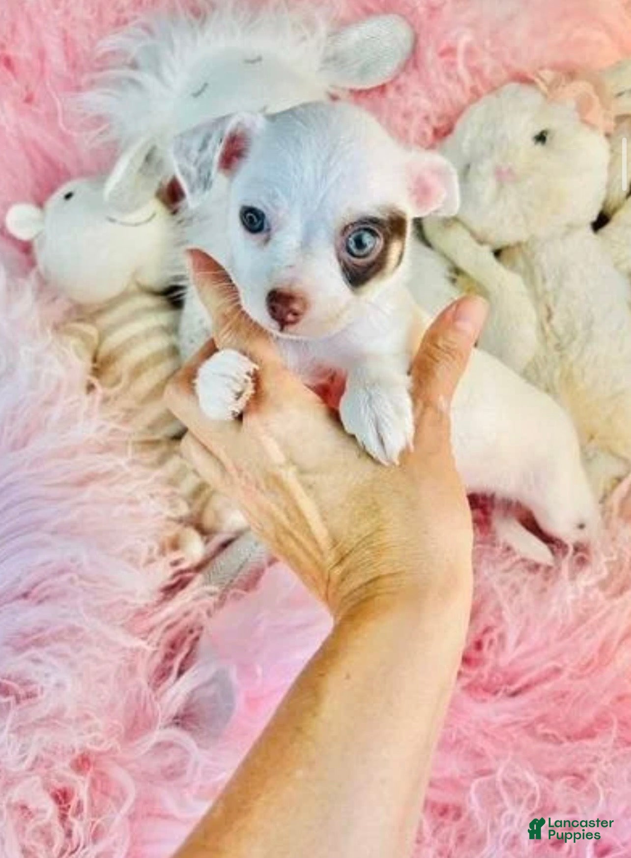 Chihuahua dogs Chihuahua 1 - Ad 2