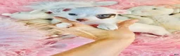 Chihuahua dogs for sale: Chihuahua 1 - Ad 2