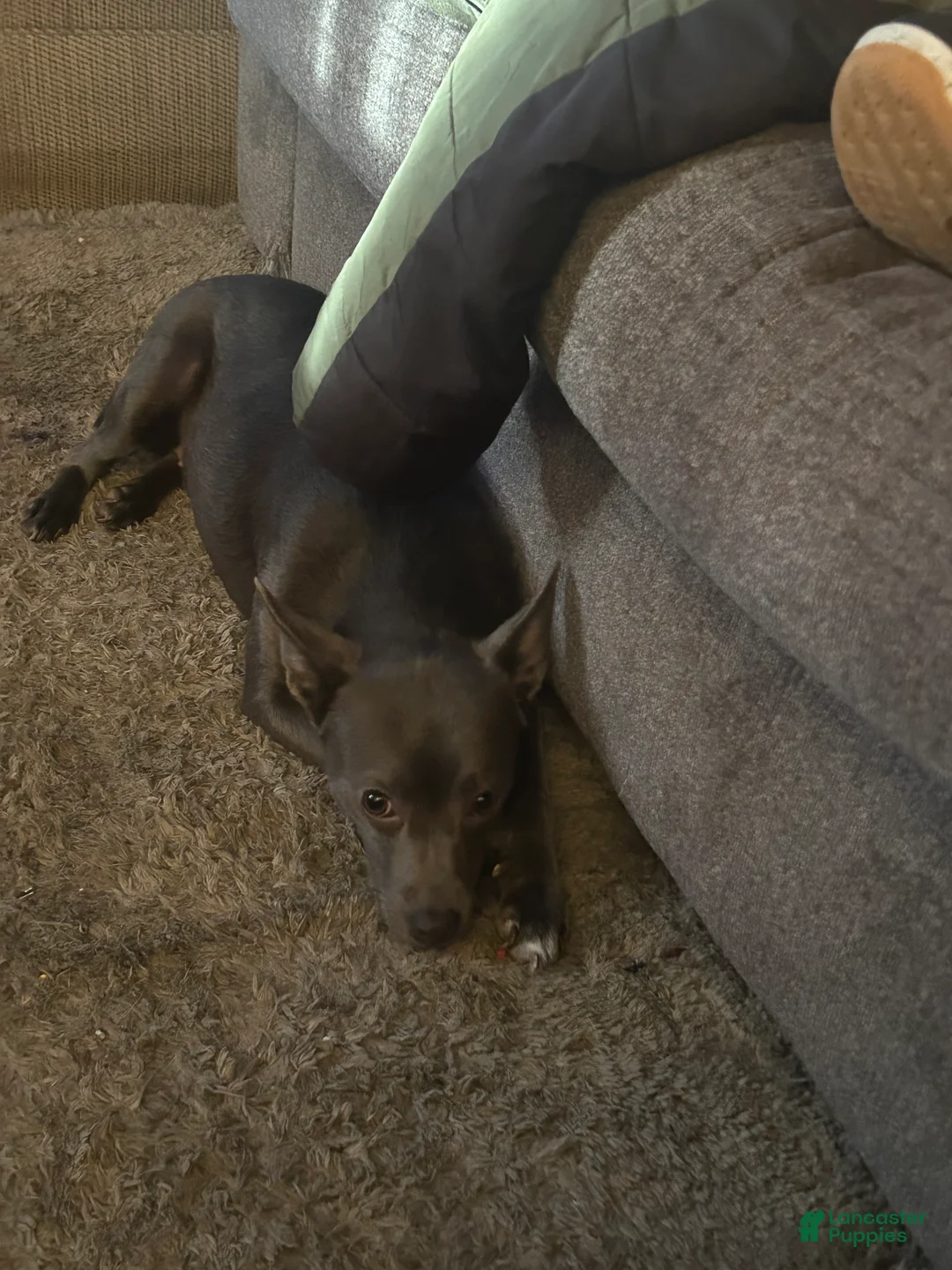 Mixed Breed dogs for sale: Jelly - Ad 4