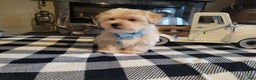 Morkie dogs for sale: Teddy - Ad 2