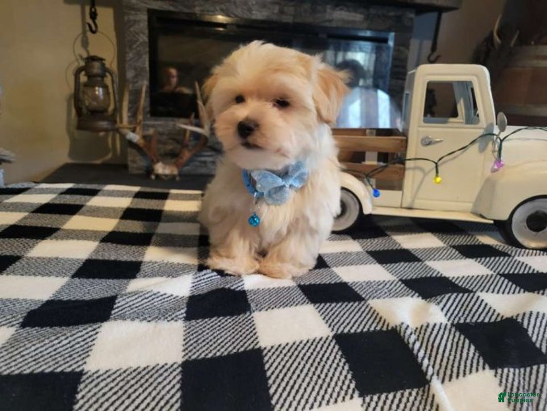 Morkie dogs for sale: Teddy - Ad 2