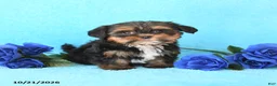 Yorkiepoo dogs for sale: Hailey - Ad 3