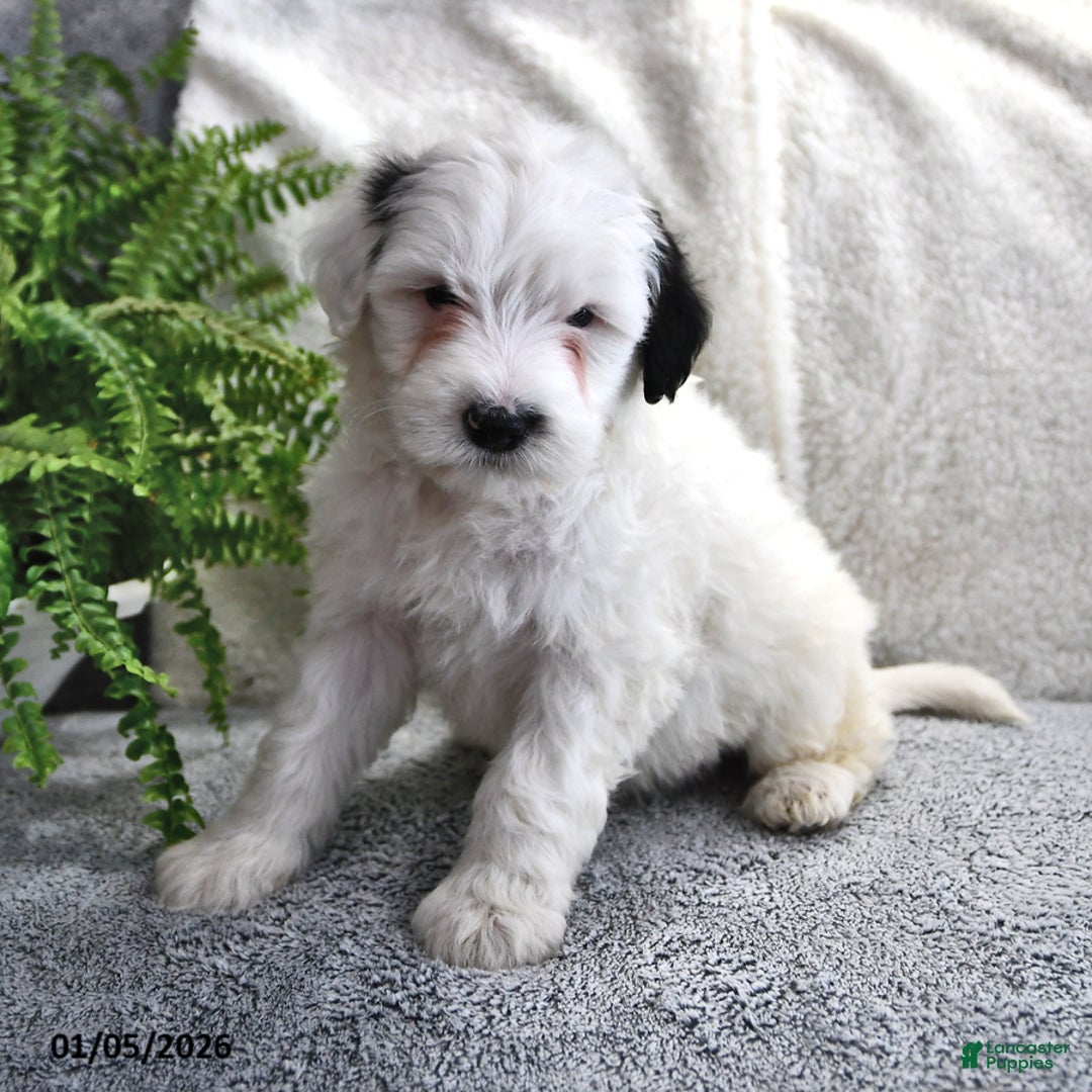 Portuguese Water Dog dogs for sale: Dream  - Ad 9