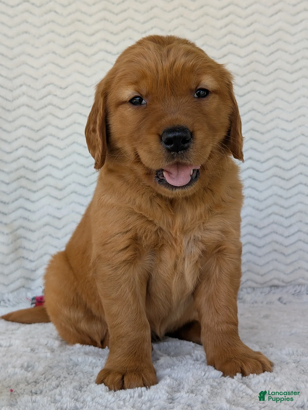 Golden Retriever dogs for sale: Miss Ruby  - Ad 2