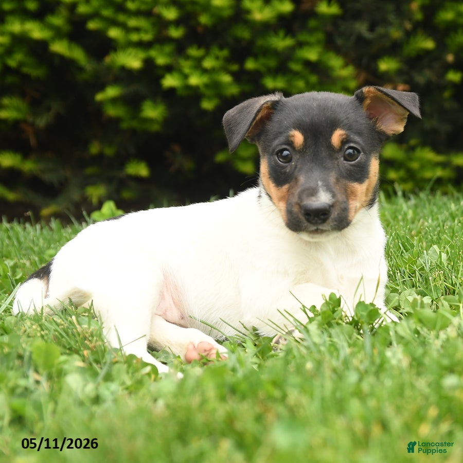 Jack Russell Terrier dogs Bena - Ad 2