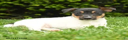 Jack Russell Terrier dogs for sale: Bena - Ad 2