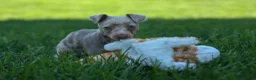 Miniature Pinscher dogs for sale: MOLLY - Ad 13