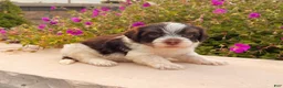 Havanese dogs for sale: Cooper - Ad 6