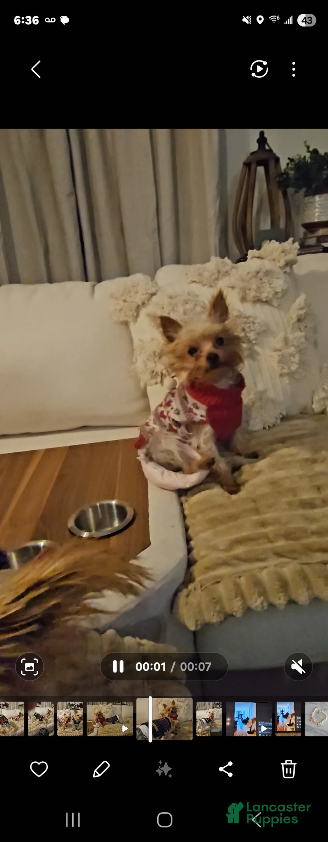 Yorkshire Terrier dogs for sale: Yorkshire Terrier Puppy 1 - Ad 2