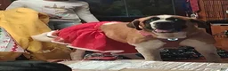 Saint Bernard dogs for sale: Saint Bernard 1 - Ad 5