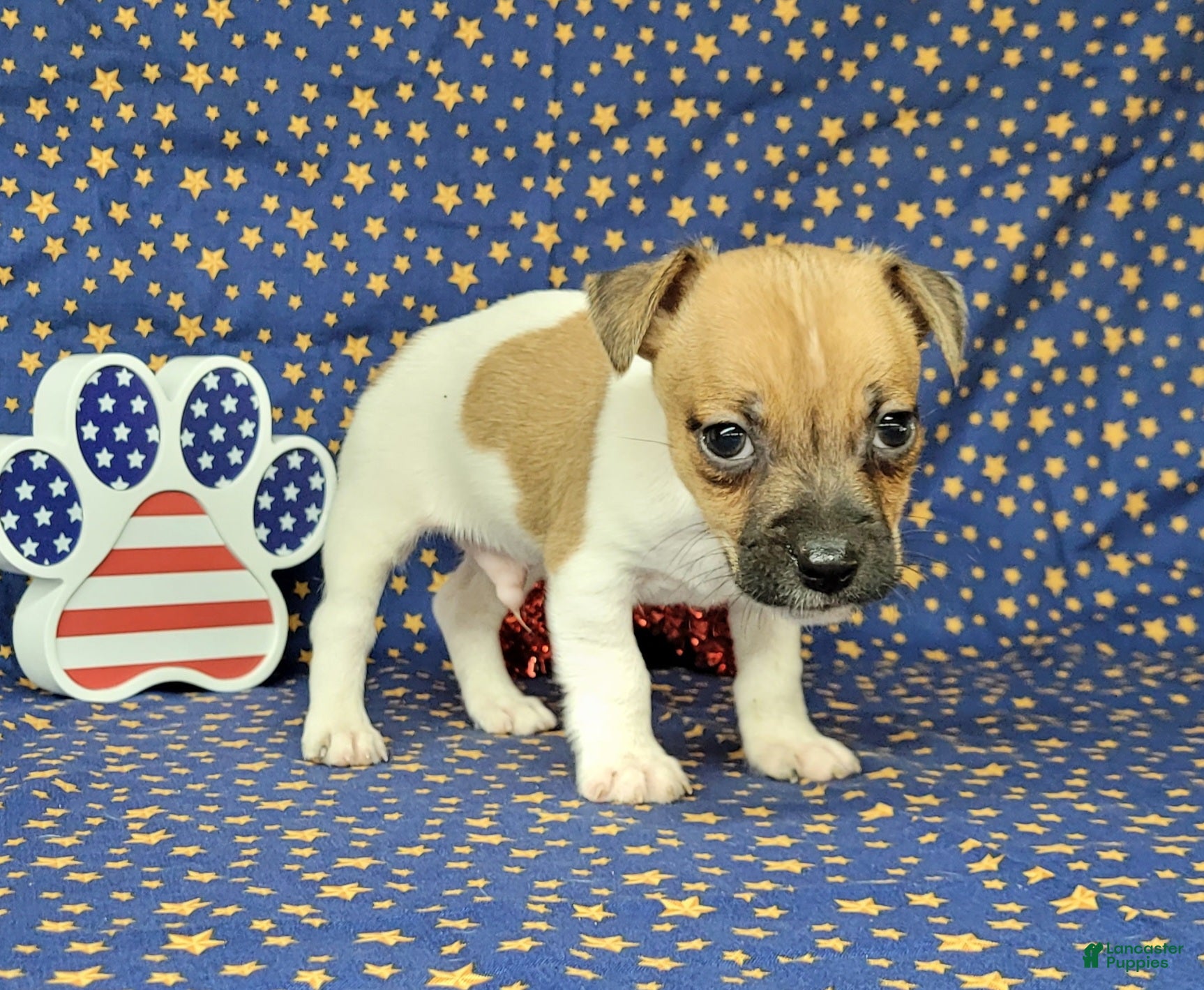 Jack Russell Terrier dogs Jude purebred JRT - Ad 34