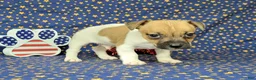 Jack Russell Terrier dogs for sale: JoJo - Ad 8