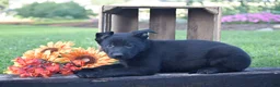 German Shepherd dogs for sale: Guinness - Ad 3