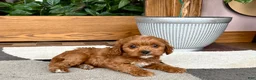 Cavapoo dogs for sale: Cavapoo 1 - Ad 5