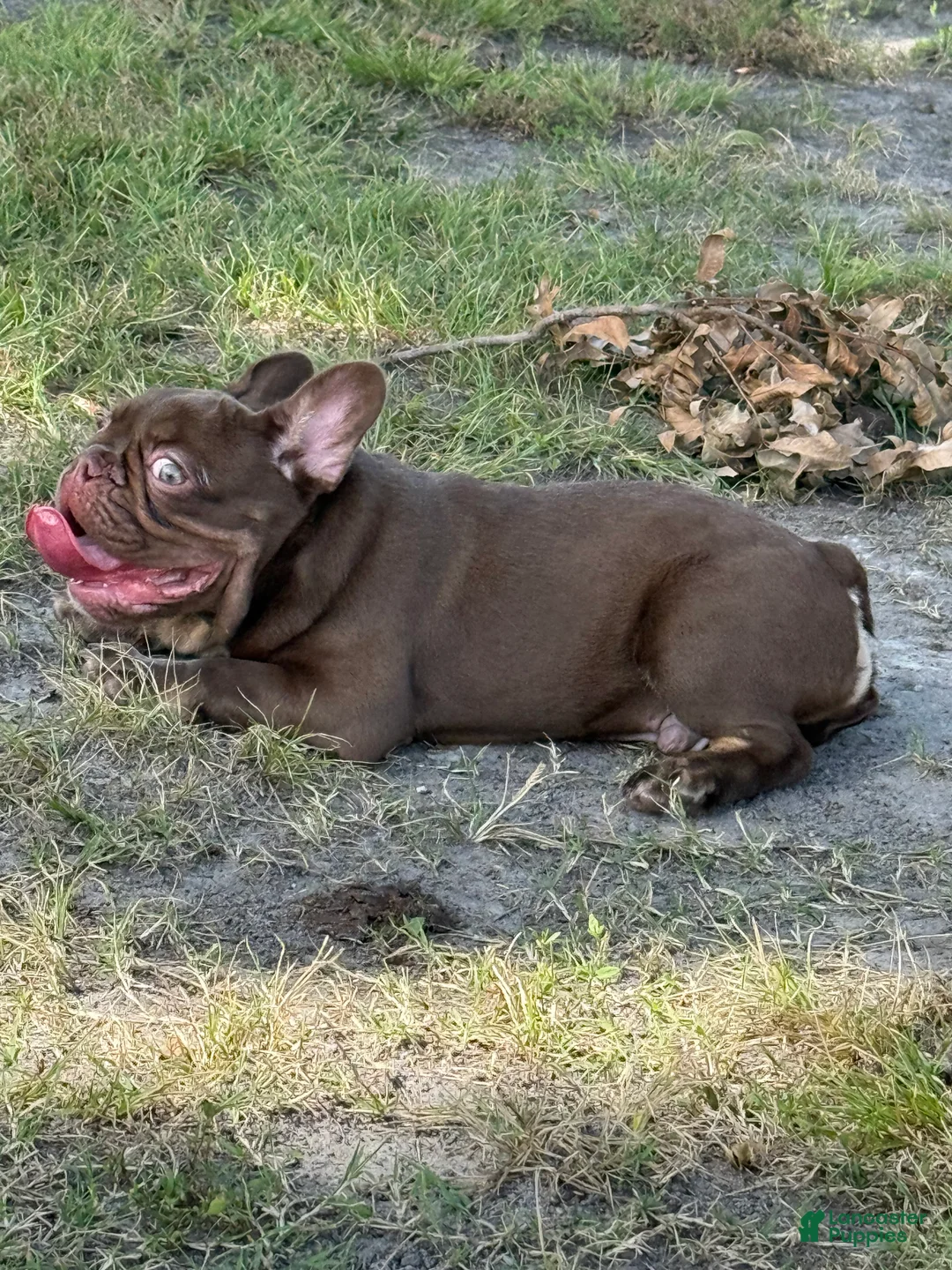 French Bulldog dogs for sale: French Bulldog Puppy 2 - Ad 1