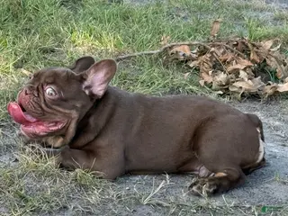 French Bulldog dogs French Bulldog Puppy 2 - Ad 22