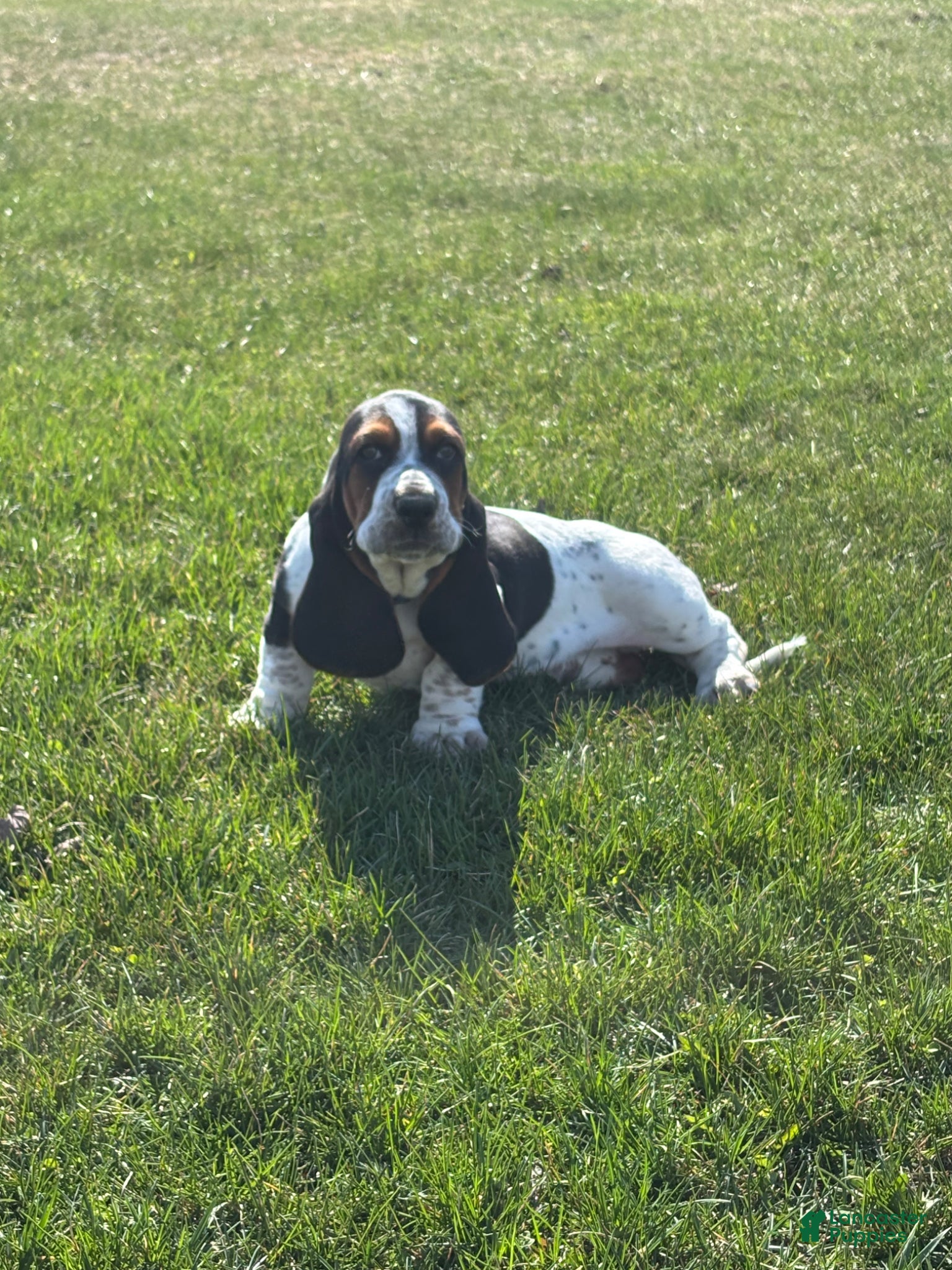 Basset Hound dogs Basset Hound Puppy 3 - Ad 1