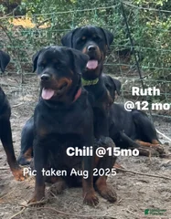 Chili