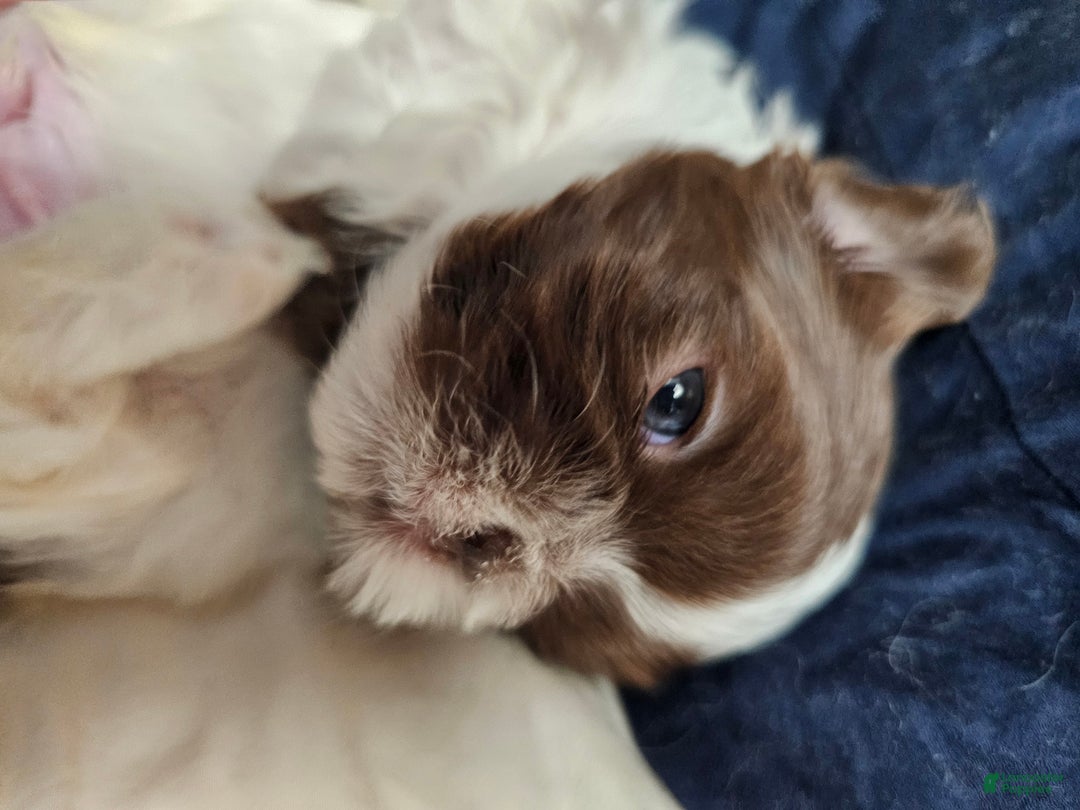 Shih Tzu dogs for sale: Ru Paw - Ad 4