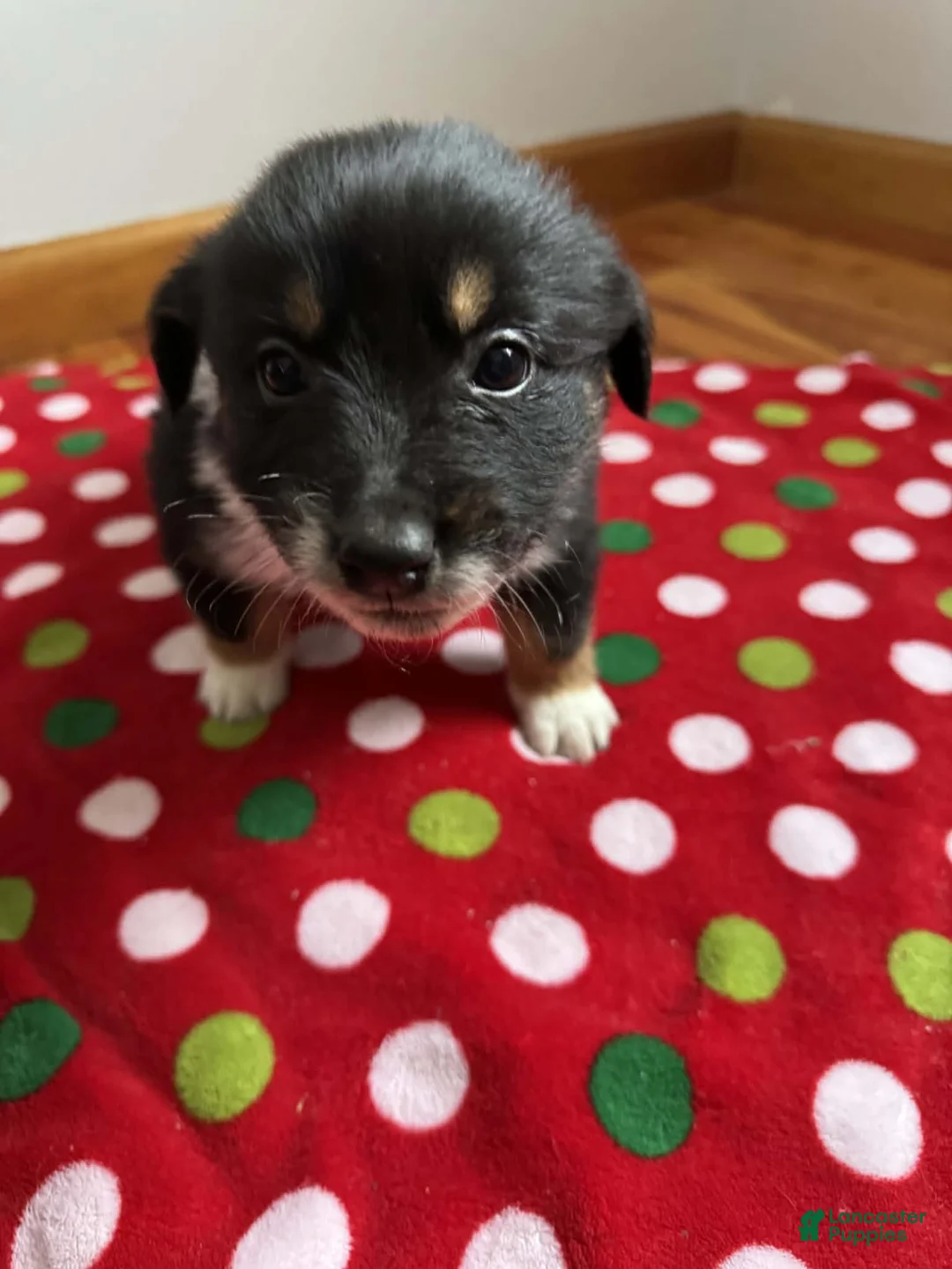 Australian Shepherd dogs for sale: Solstice - Ad 12