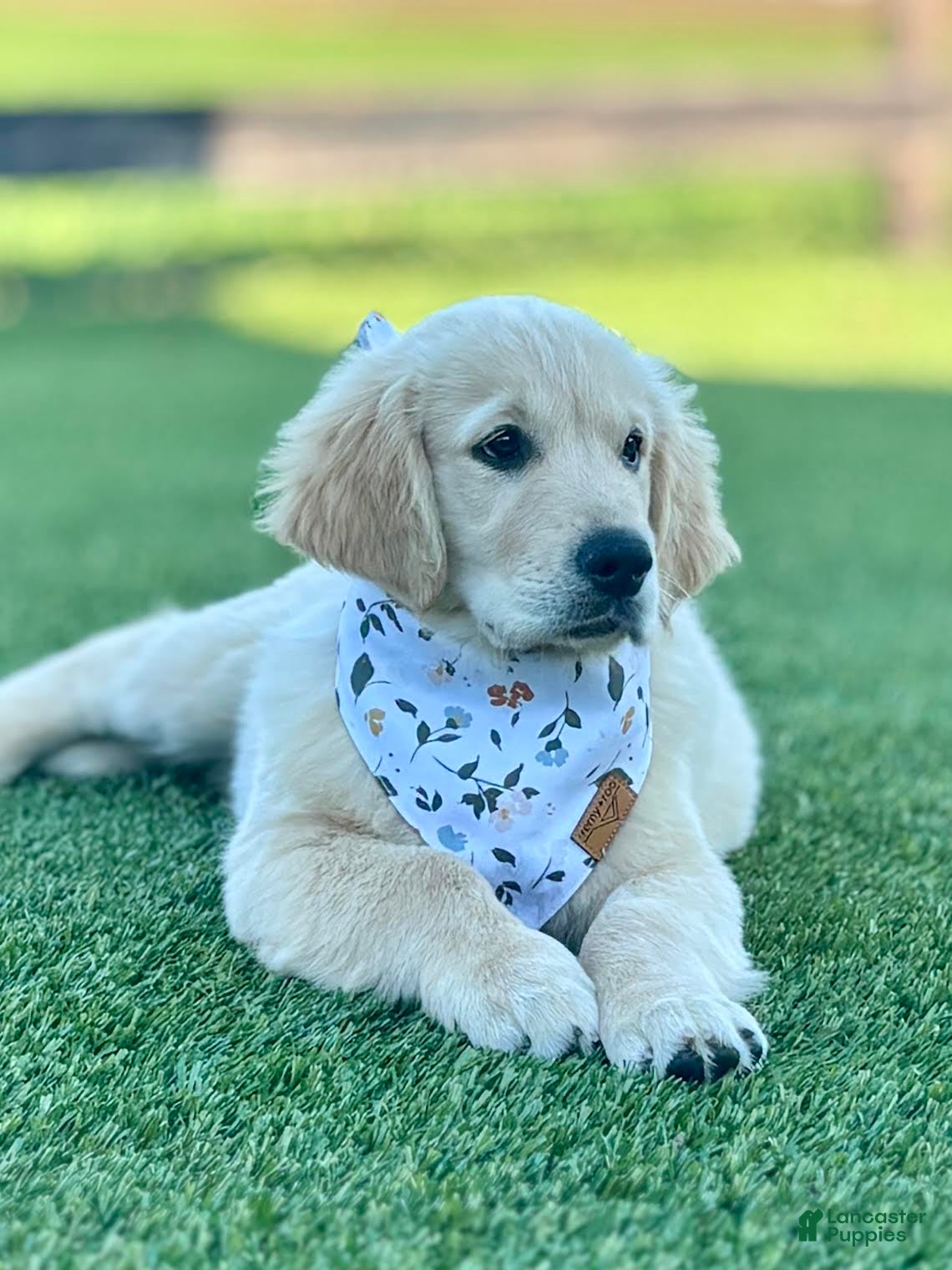 Golden Retriever dogs Kirby Golden Retriever Puppy  - Ad 2