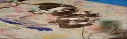 Australian Shepherd dogs for sale: Australian Shepherd 4 - Ad 4