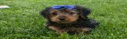 Yorkshire Terrier dogs for sale:  Bruno 🐶 - Ad 8