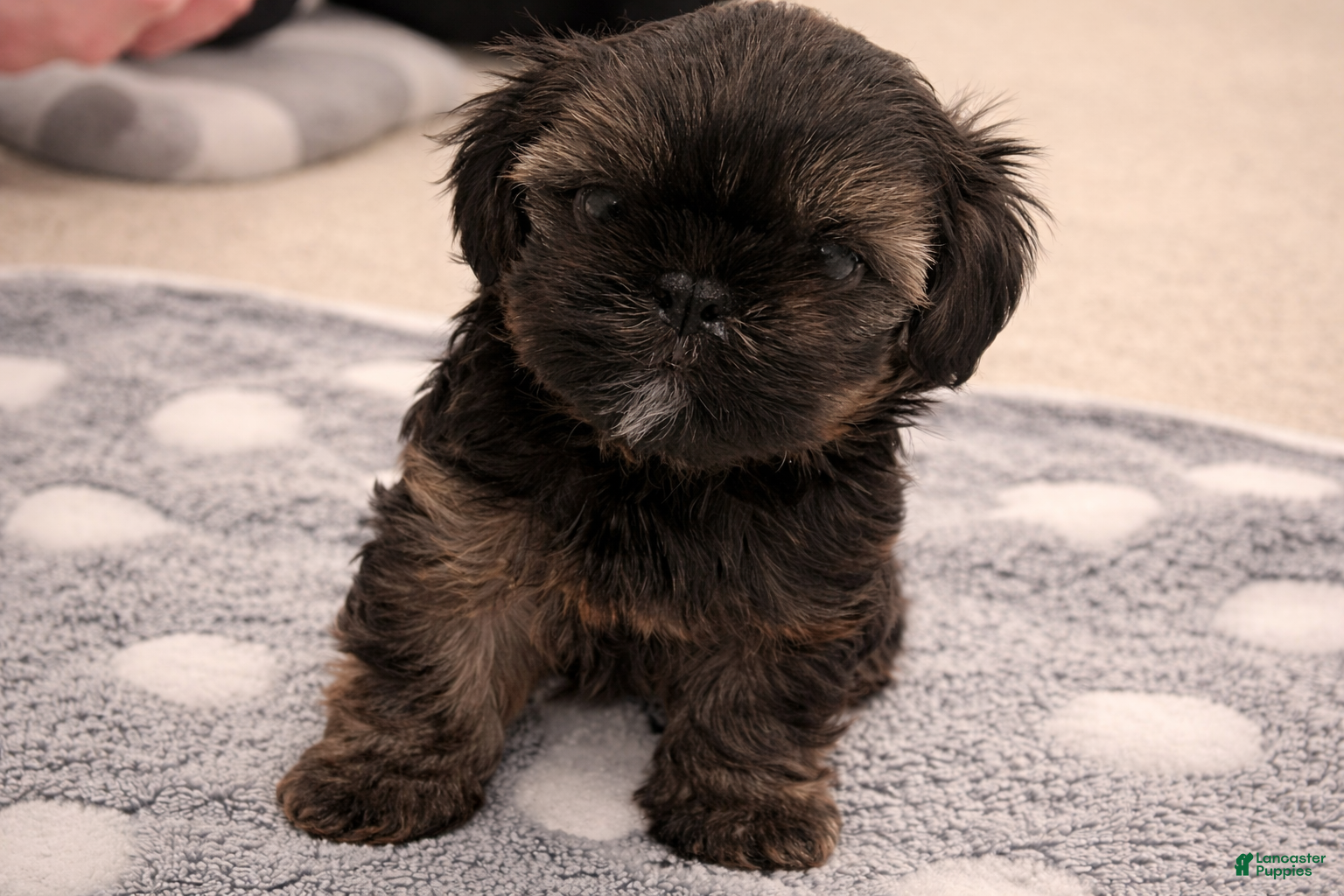 Shorkie dogs Blue Puppy - Ad 1