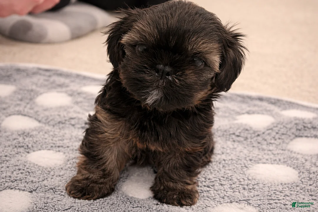 Shorkie dogs for sale: Blue Puppy - Ad 1