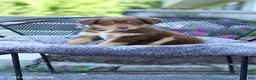Australian Shepherd dogs for sale: Rosie - Ad 3