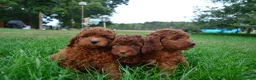 Cockapoo dogs for sale: Sitka  - Ad 3