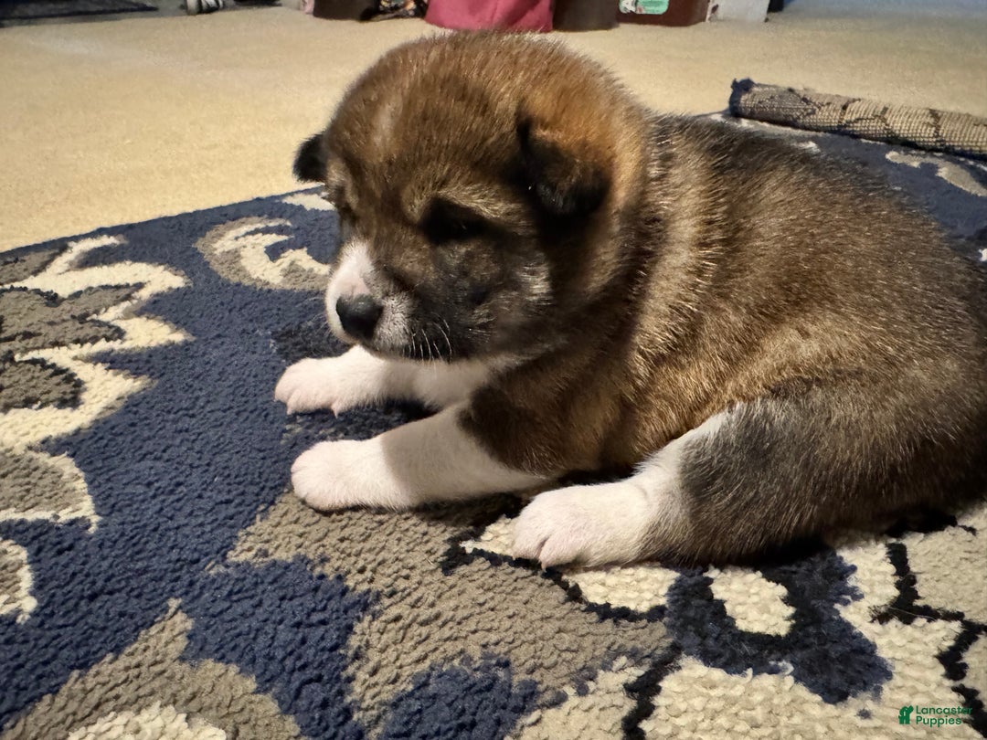 Shiba Inu dogs for sale: Shiba Inu Puppy 3 - Ad 12