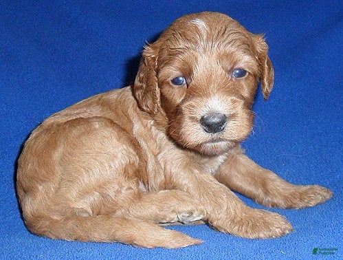 Cockapoo dogs Reggie - Ad 2
