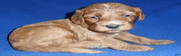 Cockapoo dogs for sale: Reggie - Ad 2