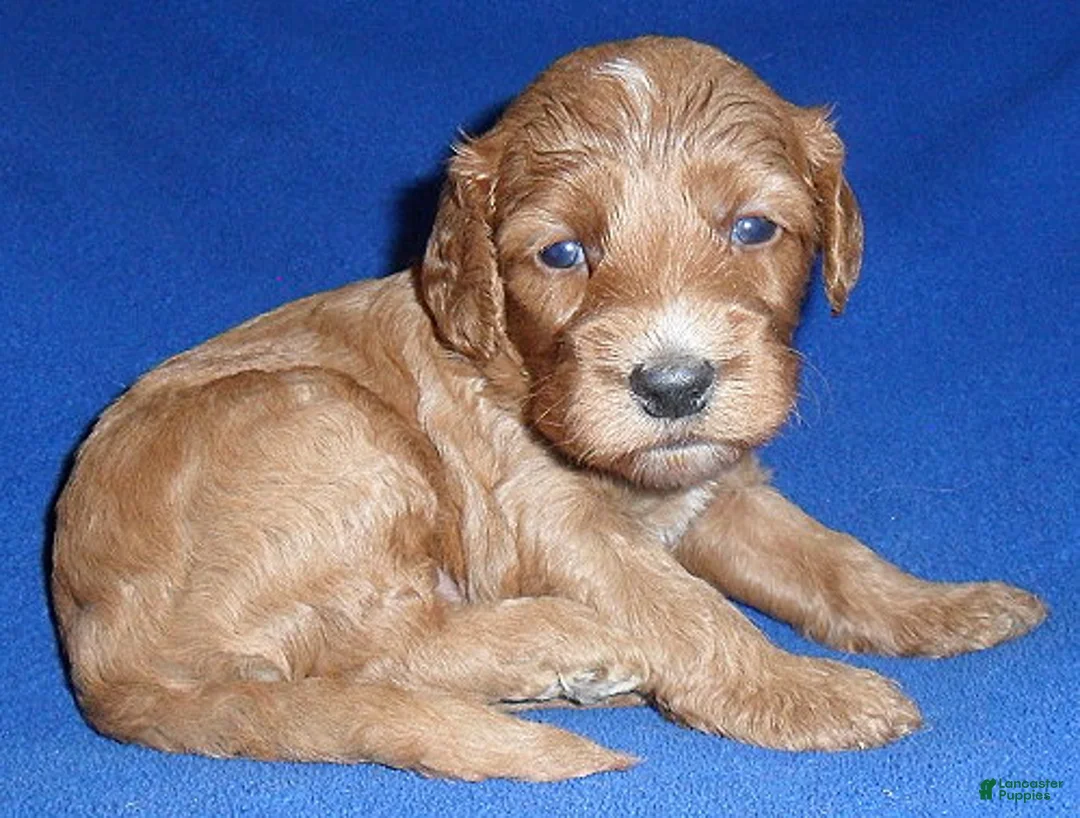 Cockapoo dogs for sale: Reggie - Ad 2
