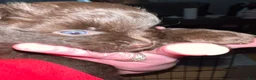 Pomeranian dogs for sale: Pomeranian 1 - Ad 7