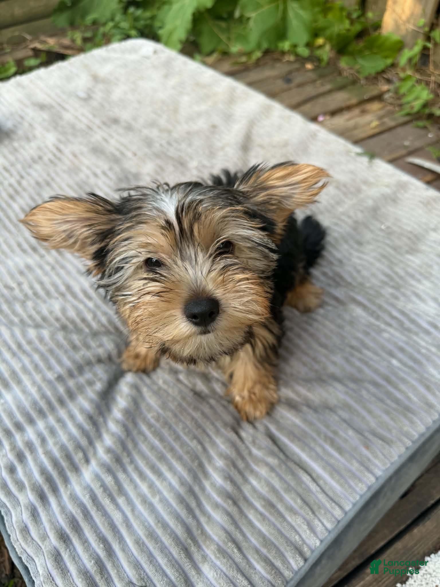 Yorkshire Terrier dogs for sale: Yorkshire Terrier 1 - Ad 1
