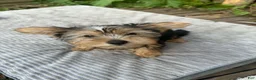Yorkshire Terrier dogs for sale: Yorkshire Terrier 1 - Ad 1