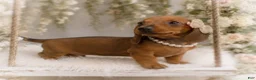 Miniature Dachshund dogs for sale: Amalia   1.8lbs on 6/30 - Ad 3
