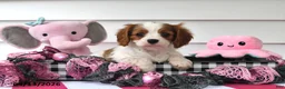 Cavalier King Charles Spaniel dogs for sale: Paige - Ad 5