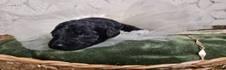 Mini Goldendoodle dogs for sale: Licorice - Ad 4
