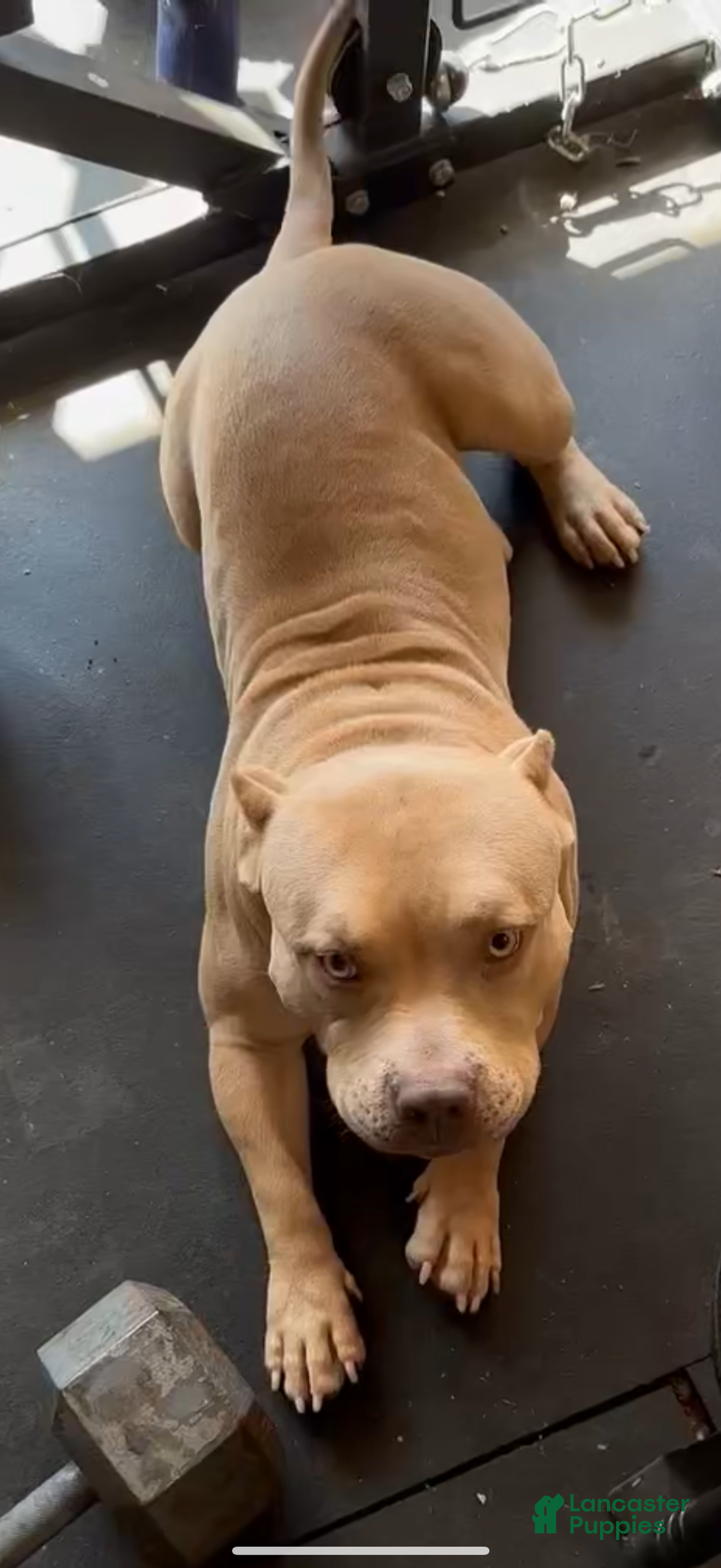 Mixed Breed dogs for sale: Viva - Ad 4