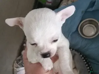 Chihuahua dogs Chihuahua Puppy 3 - Ad 32